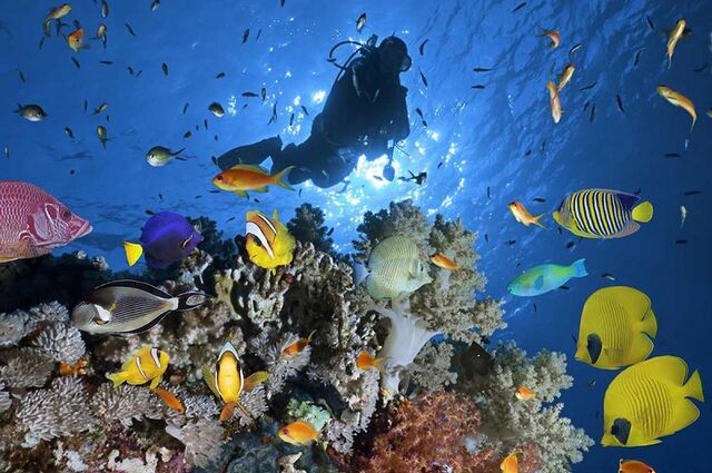 İzmir'den Direkt Sefer Ile Sharm El Sheikh Turu Bayram Özel (3 Gece Konaklamalı)